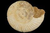 Perisphinctes Ammonite - Jurassic #100221-1